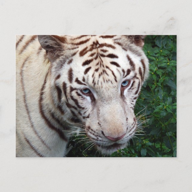 White Tiger Postcard (Front)