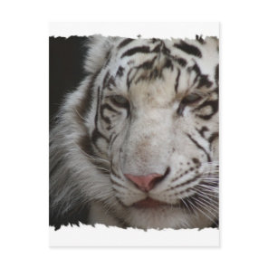 White Tiger Postcard