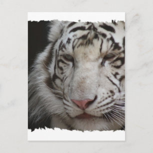 White Tiger Postcard