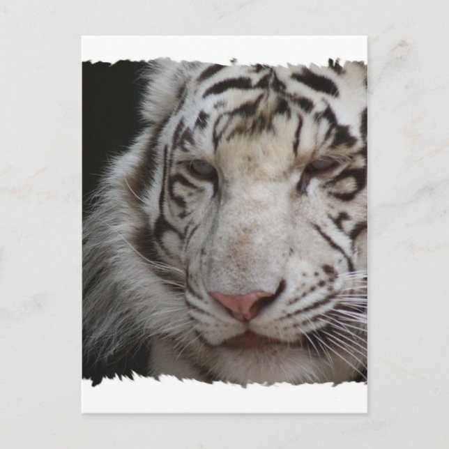 White Tiger Postcard (Front)