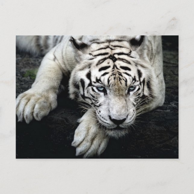 White Tiger Postcard (Front)