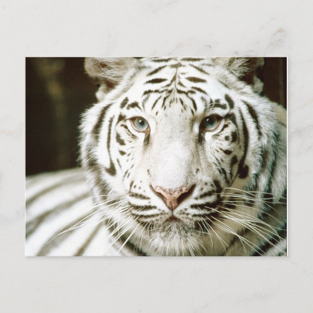 White Tiger Postcards (Front)