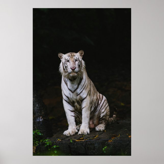 WHITE TIGER POSTER (Front)
