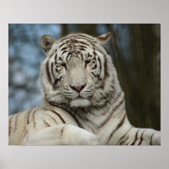 White tiger poster (Front)