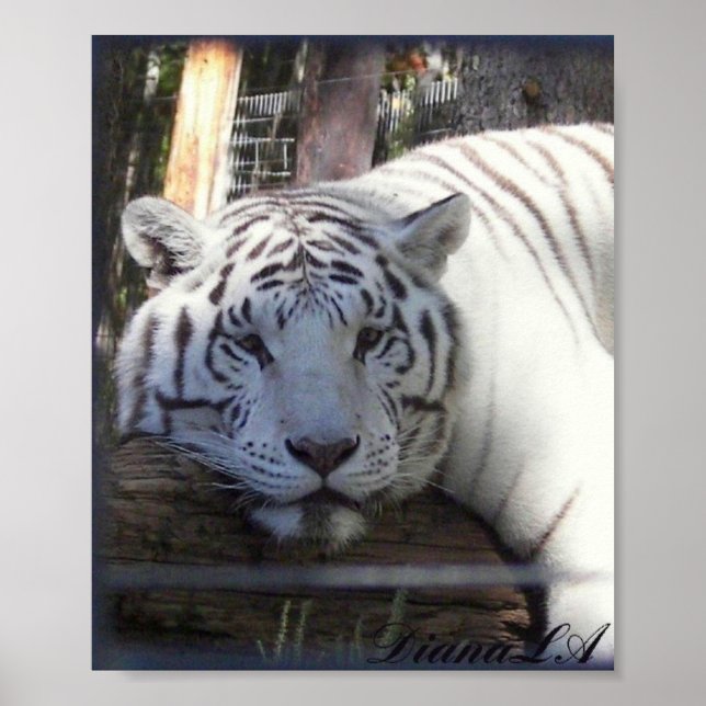 White Tiger Poster (Front)