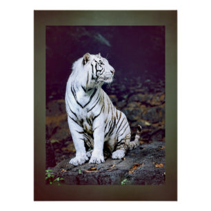 White tiger poster