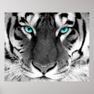 White Tiger Poster Eyes