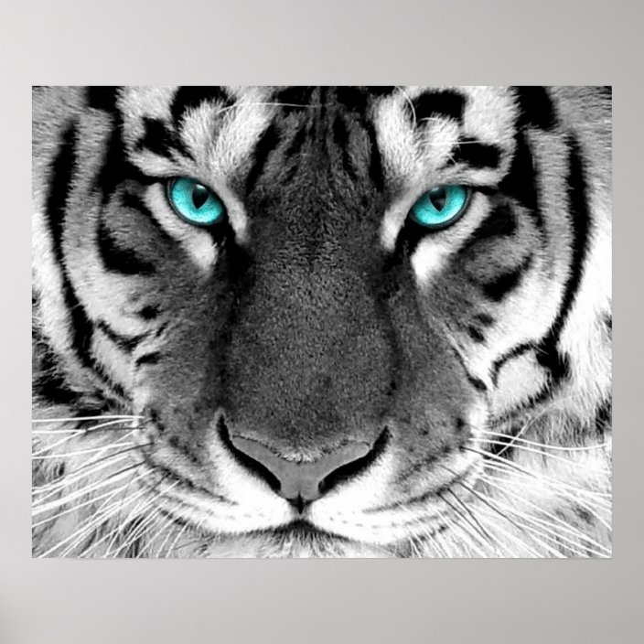 tiger eyes black and white