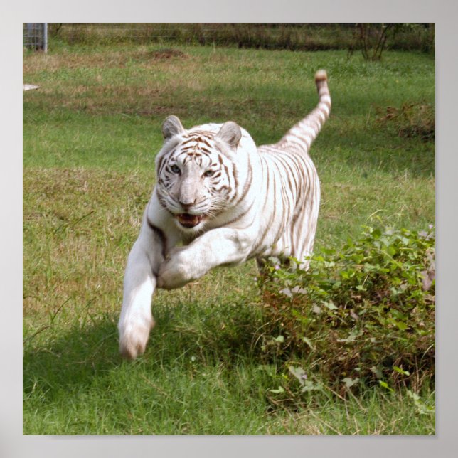 White Tiger Poster You Customize It (Front)