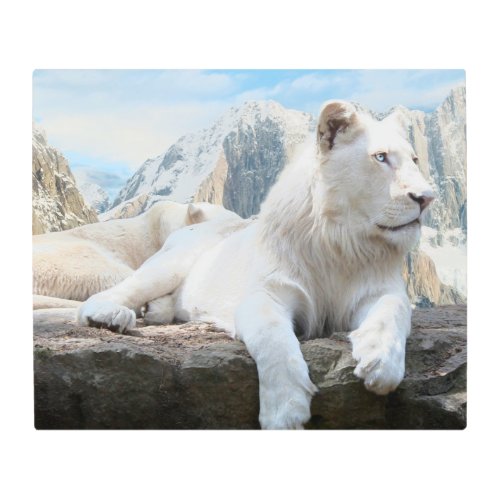 White Tiger relaxing on a High Metal Print