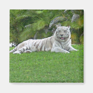 White Tiger Resting in Sunlit Green Grass Magnet
