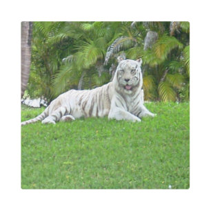 White Tiger Resting in Tropical Greenery Wildlife Metal Print