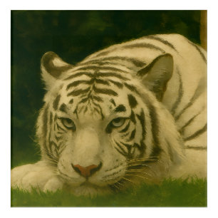 White Tiger Resting in Woodland Shade Acrylic Print