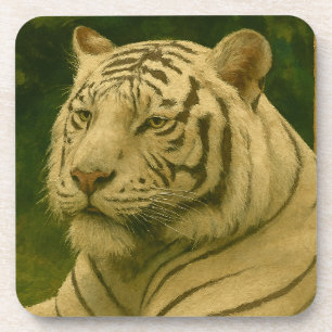 White Tiger Resting in Woodland Shade Beverage Coaster