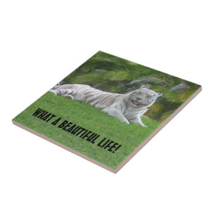 White Tiger Resting Under Warm Meadow Light Ceramic Tile