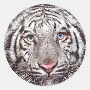White Tiger Round Sticker
