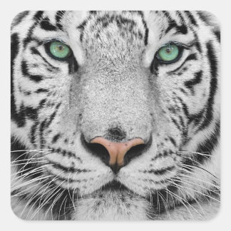 White Tiger Square Sticker
