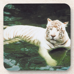 White Tiger Swimming Peacefully Drink Coaster