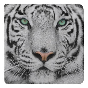 White Tiger Trivet