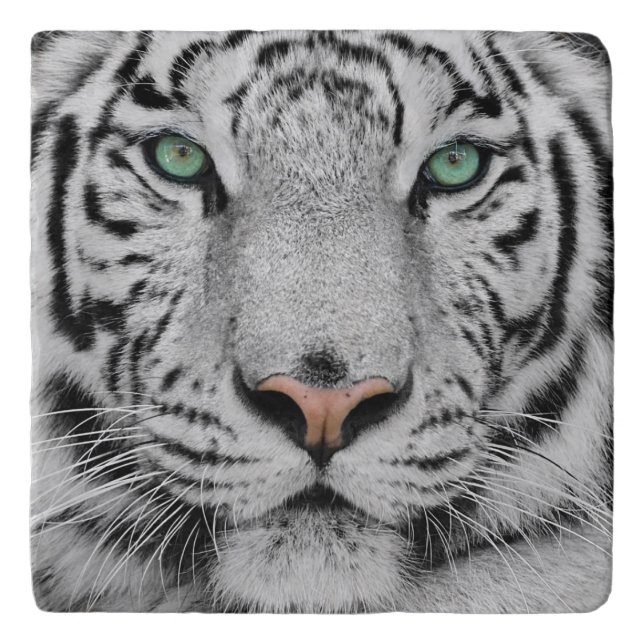 White Tiger Trivet (Front)