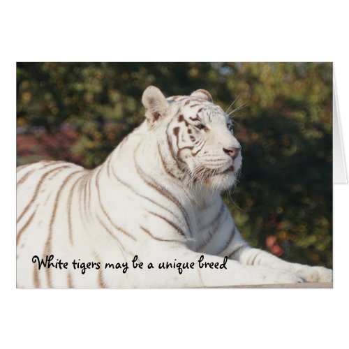 White tiger unique thinking of you greeting card
