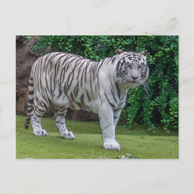 White tiger up close view postcard (Front)