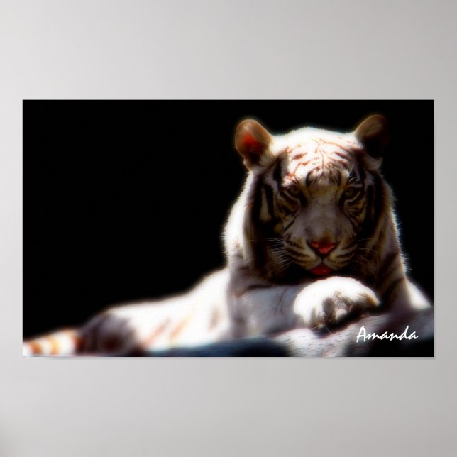 White Tiger Wildlife Art Poster (Front)