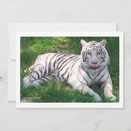 White Tiger with Blue Eyes Licking Nose (Front)