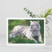 White Tiger with Blue Eyes Licking Nose (Standing Front)