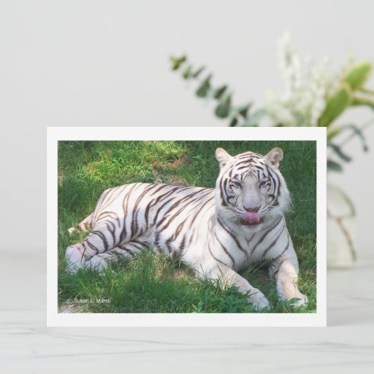 White Tiger with Blue Eyes Licking Nose (Standing Front)