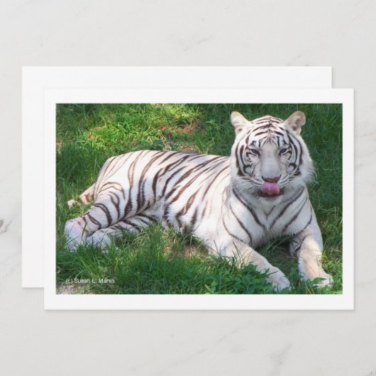White Tiger with Blue Eyes Licking Nose (Front/Back)