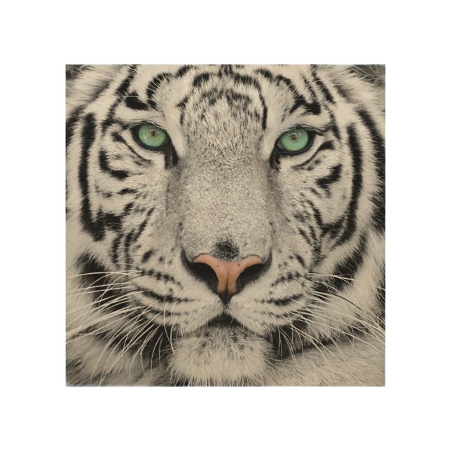 White Tiger Wood Wall Art (Front)