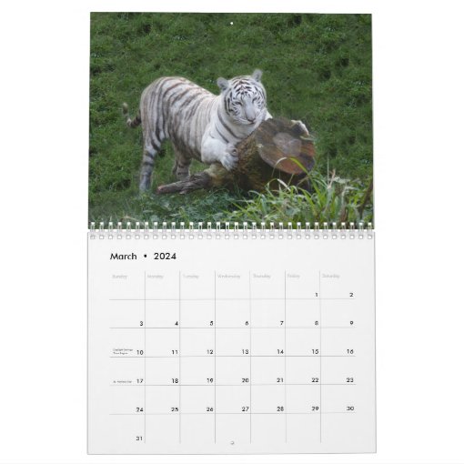 White Tigers Calendar, White Tigers Calendar Zazzle