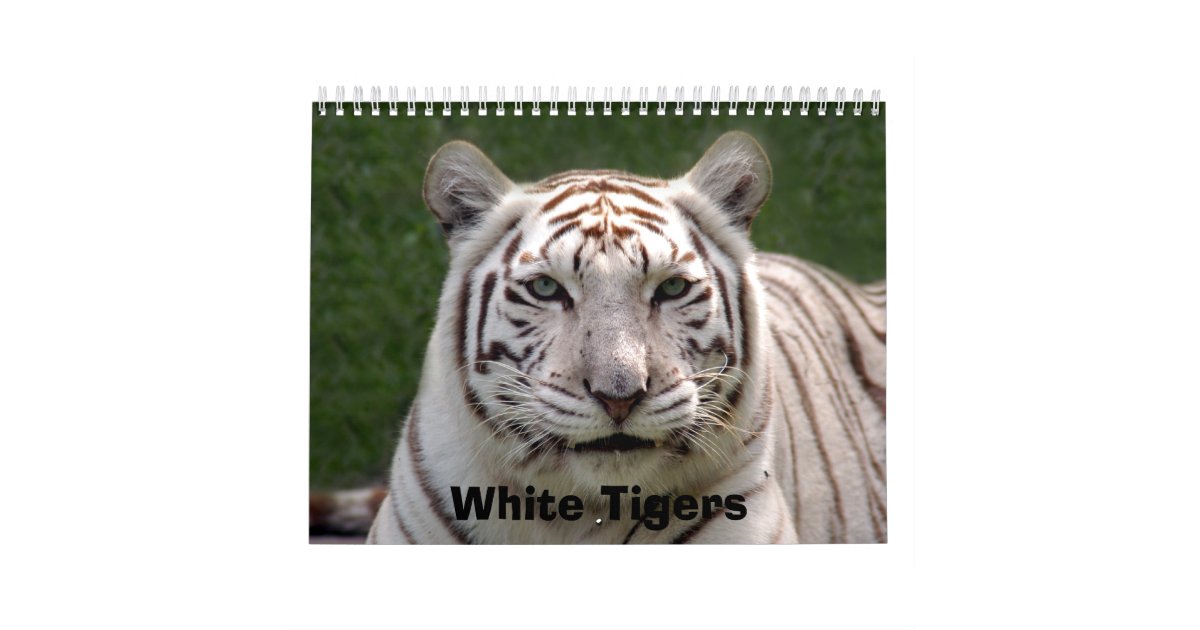White Tigers Calendar, White Tigers Calendar Zazzle