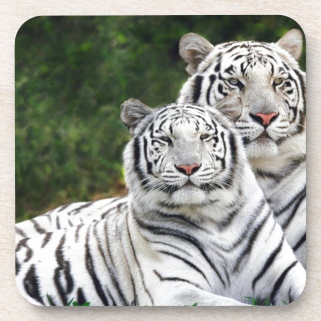 White Tigers Drink Coaster (Front)