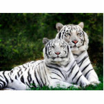 White Tigers Photo Sculpture at Zazzle
