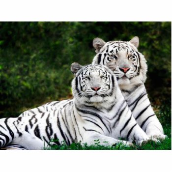 White Tigers Photo Sculpture by MetriusExclusive at Zazzle