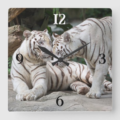 White Tigers Square Wall Clock