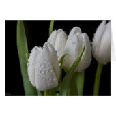 White tip Tulips (Front Horizontal)