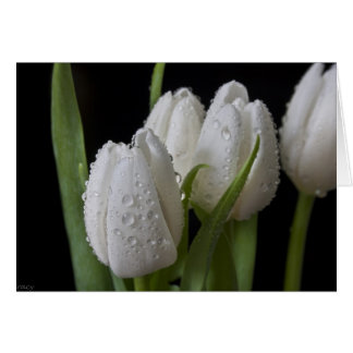 White tip Tulips Cards