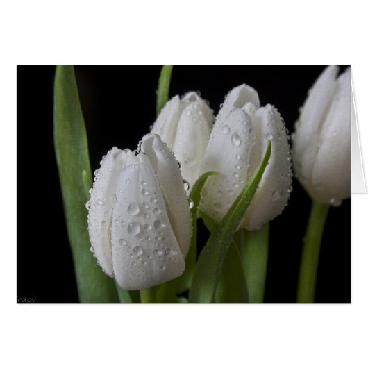 White tip Tulips Cards (Front Horizontal)
