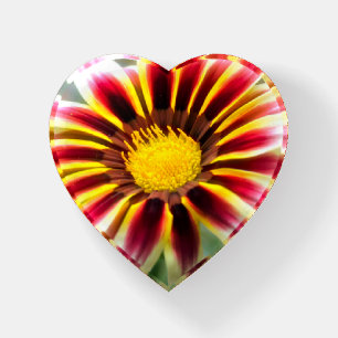 White Tipped Gazania Paperweight