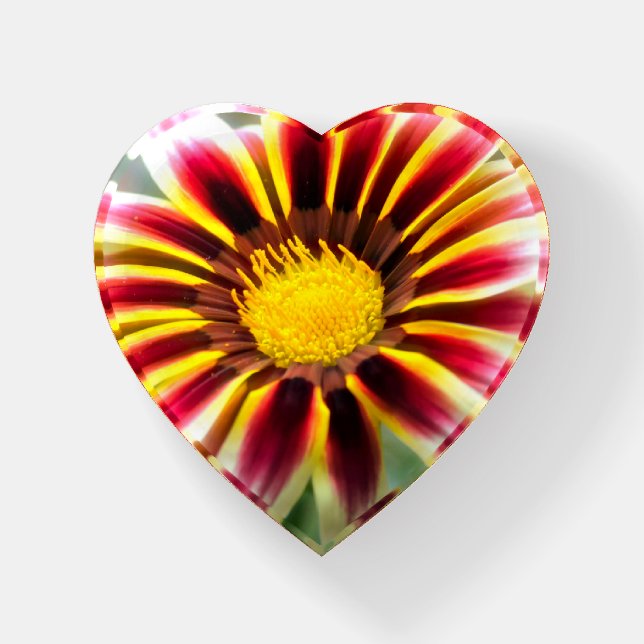 White Tipped Gazania Paperweight (Front)