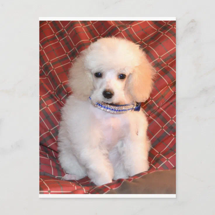 white toy poodle puppies