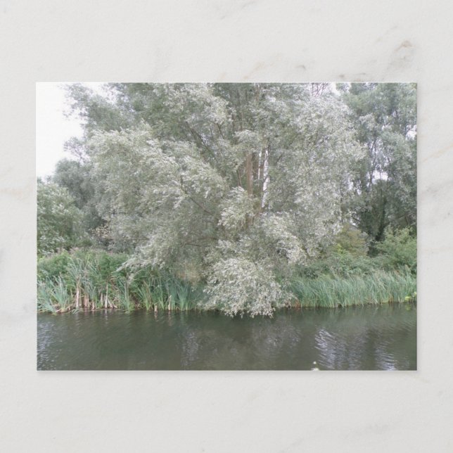 White Tree and River Landscape Postcard (Front)