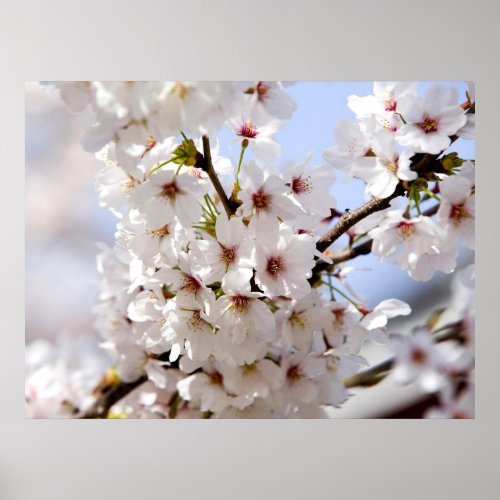 White tree blossom in springtime poster