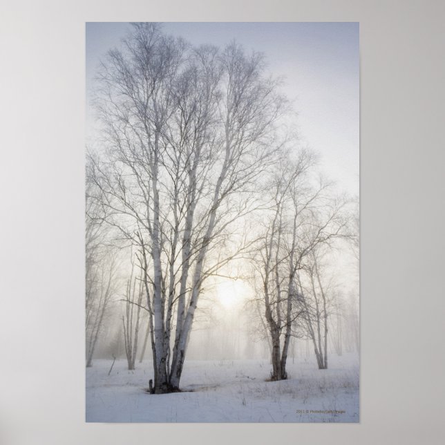 White Trees on a Snowy Day Poster (Front)