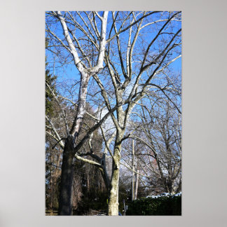 White Trees  Poster