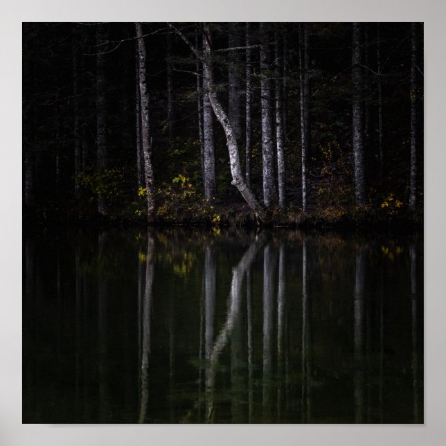 White trees reflecting in lake poster (Front)
