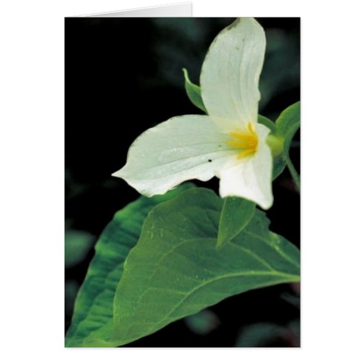 White trillium cards (Front)